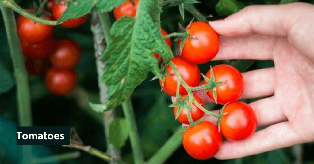 tips for growing vegetables in a greenhouse