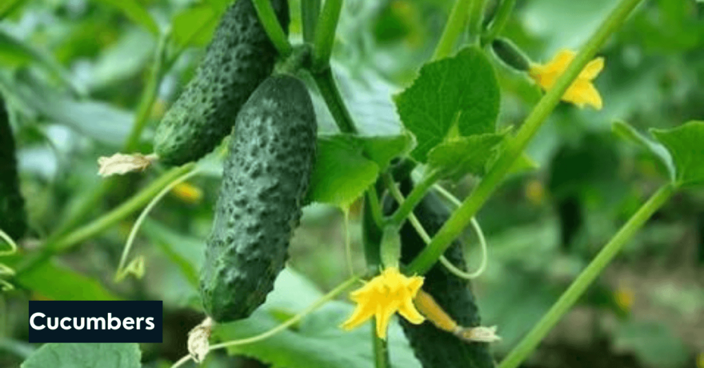 tips for growing vegetables in a greenhouse