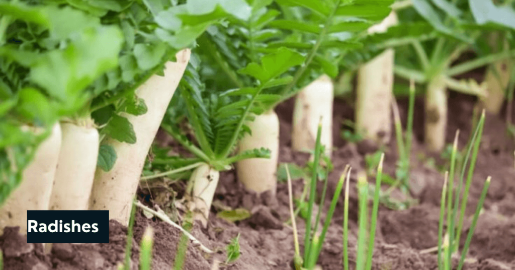 tips for growing vegetables in a greenhouse